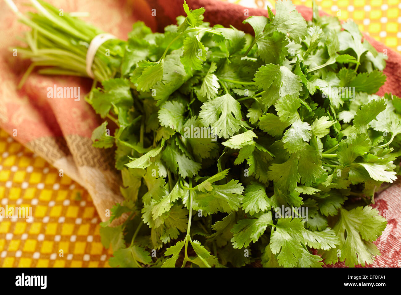 Bunch of Fresh Coriander Cilantro Stock Photo Alamy