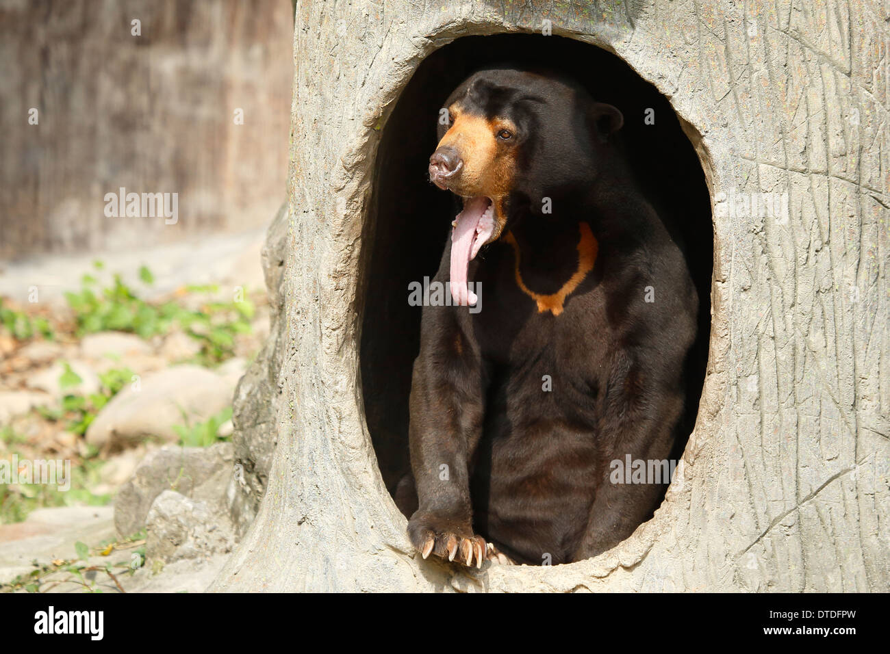 Malayan sun bear making funny face on a sunny day Stock Photo