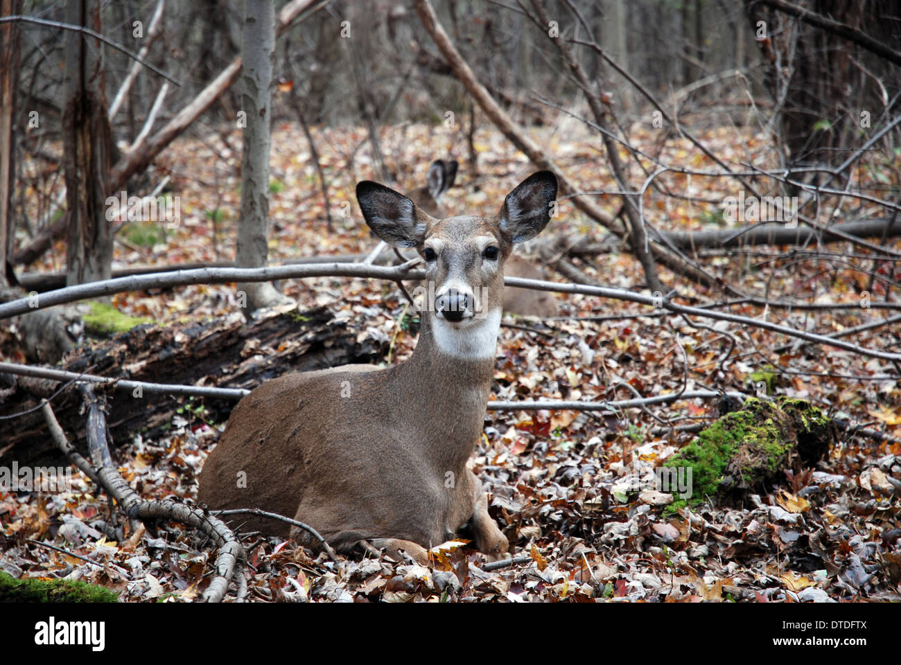 Whitetail doe relaxing in autumn woods Stock Photo