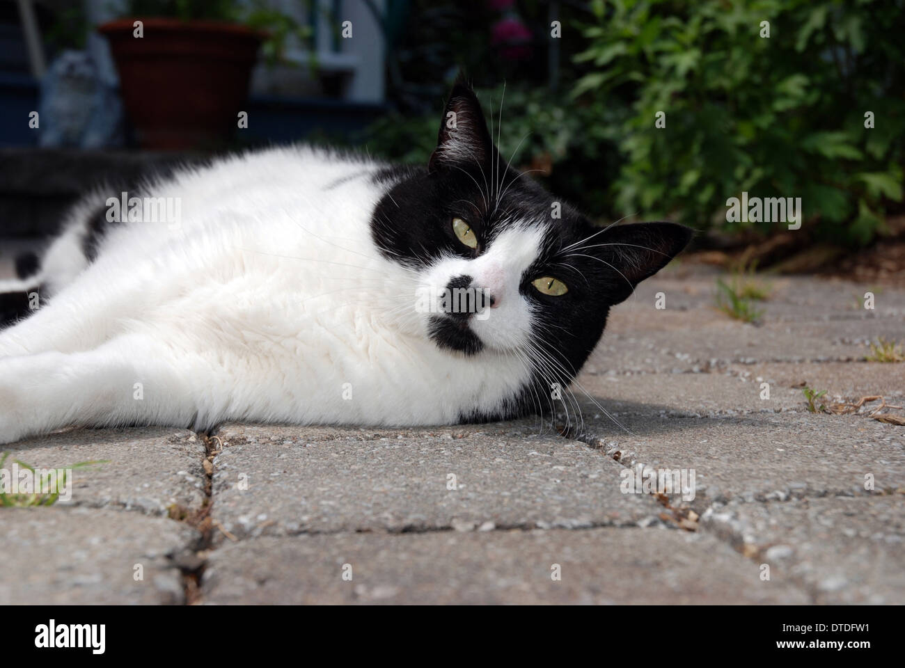 Black and white cat laying on stone walkway Stock Photo - Alamy