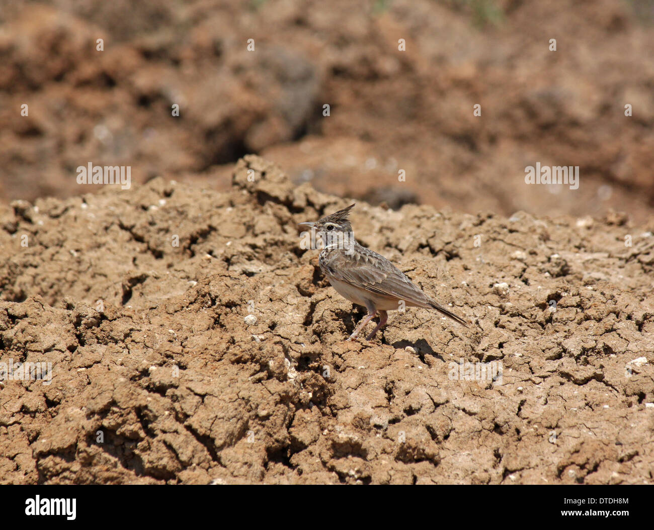 lark sitting on dry ground Stock Photo