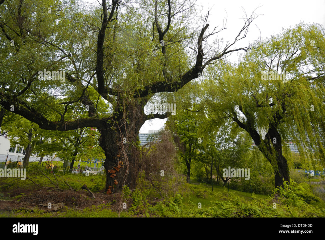 Bigtrees hi-res stock photography and images - Alamy