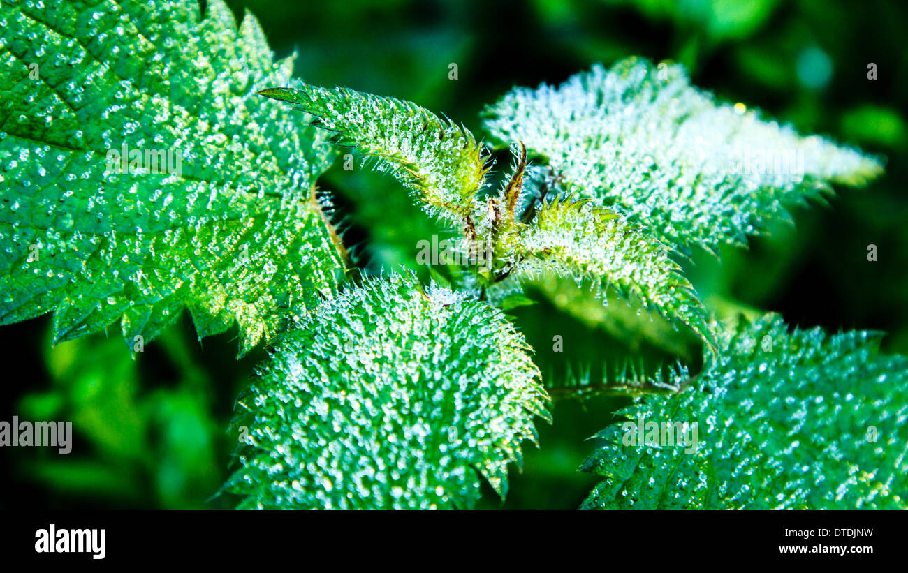 Macro of sharp frozen dew on the stinging nettles of a green nettle