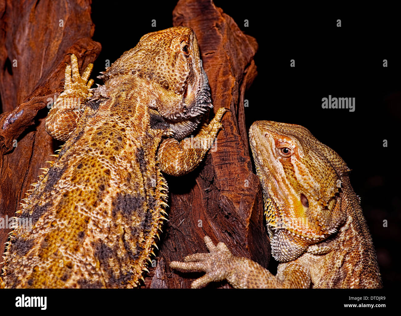 Closeup of bearded dragon lizard. Stock Photo