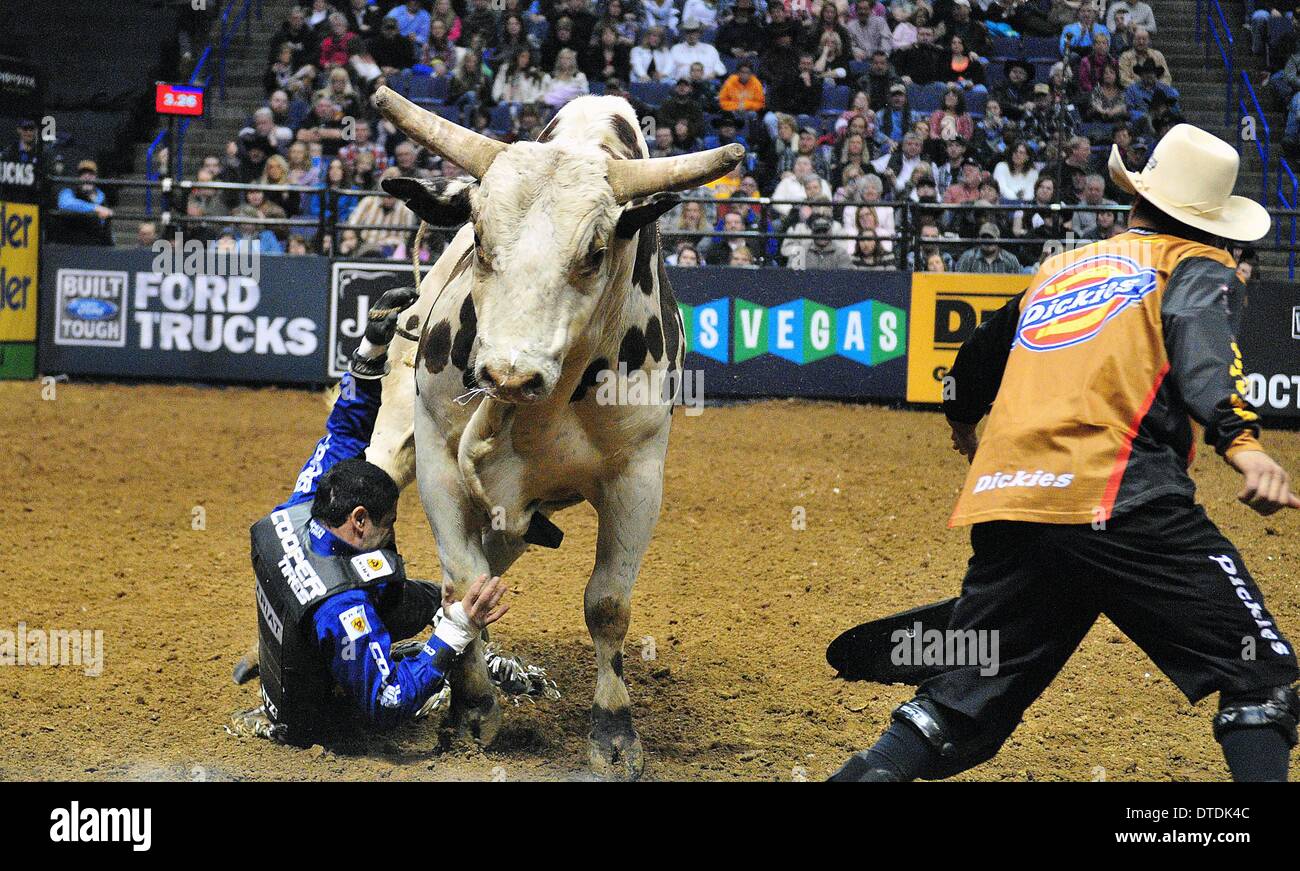 St. Louis, Missouri, USA. 15th Feb, 2014. February 14, 2014: Rider Joao Ricardo Vieira is stepped on by bull Throbbin Robin during the Professional Bullriders Built Ford Tough Series St. Louis Invitational at Scott Trade Center in St. Louis. Credit:  csm/Alamy Live News Stock Photo