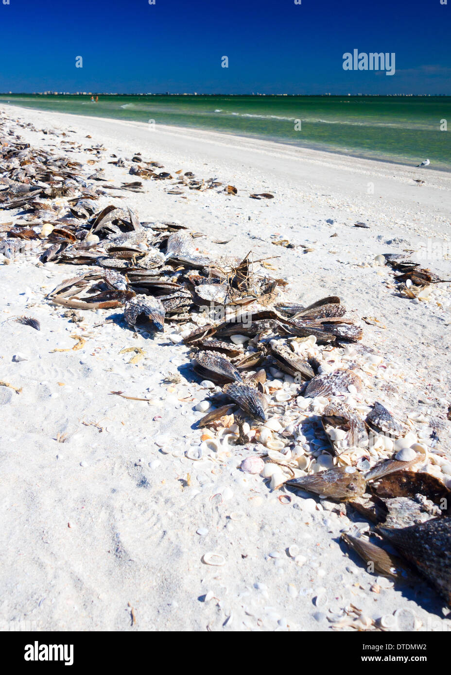 Sea shells by the shore in Florida on Sanibel Island beach by the Gulf of Mexico. Taken in December, shows a warm Florida winter Stock Photo