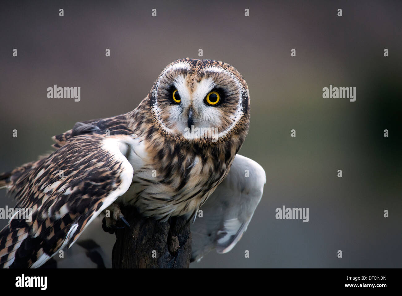 owl portrait Stock Photo
