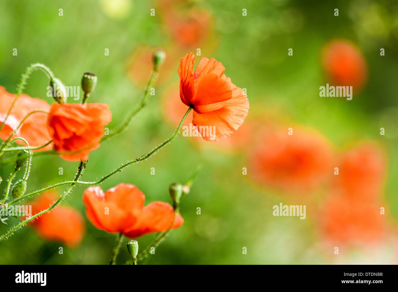 Abstract image poppies in poppy hi-res stock photography and images - Alamy