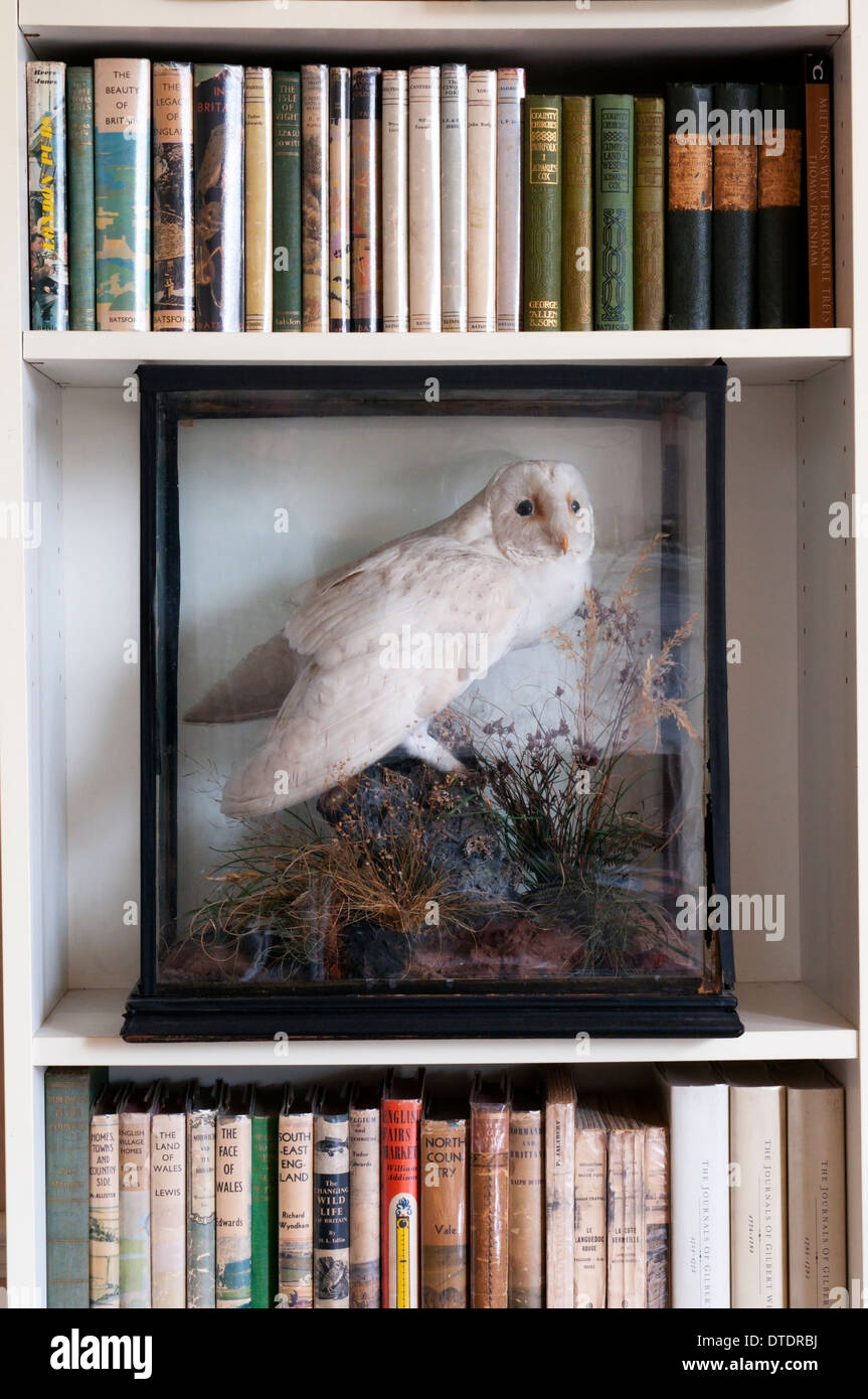 A stuffed barn owl (Tyto alba) in a display case on a bookcase of natural history books. Stock Photo