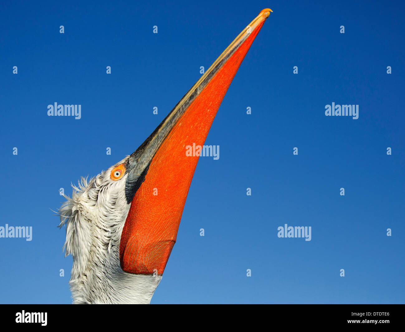 Dalmatian Pelican showing orange-red pouch Stock Photo