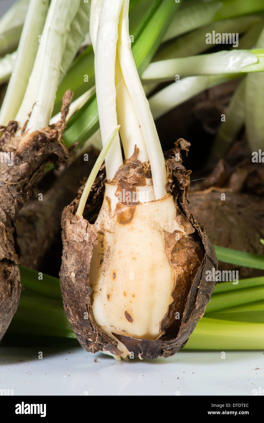 Flower bulbs hires stock photography and images Alamy