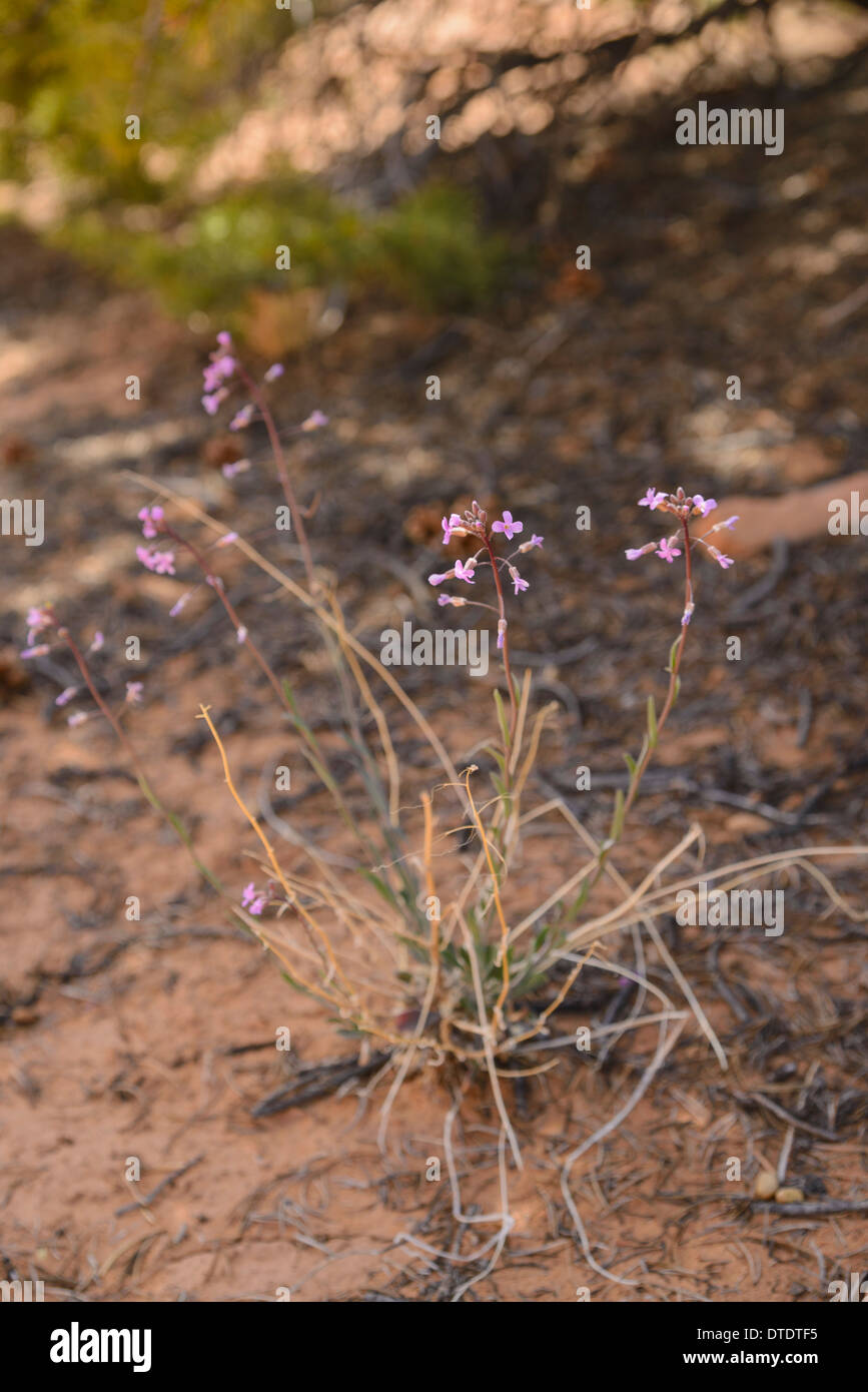 Common Rockcress, Arabis perennans, Boechera perennans, Wildflowers, Islands in the Sky, Canyonlands National Park, Utah, USA Stock Photo