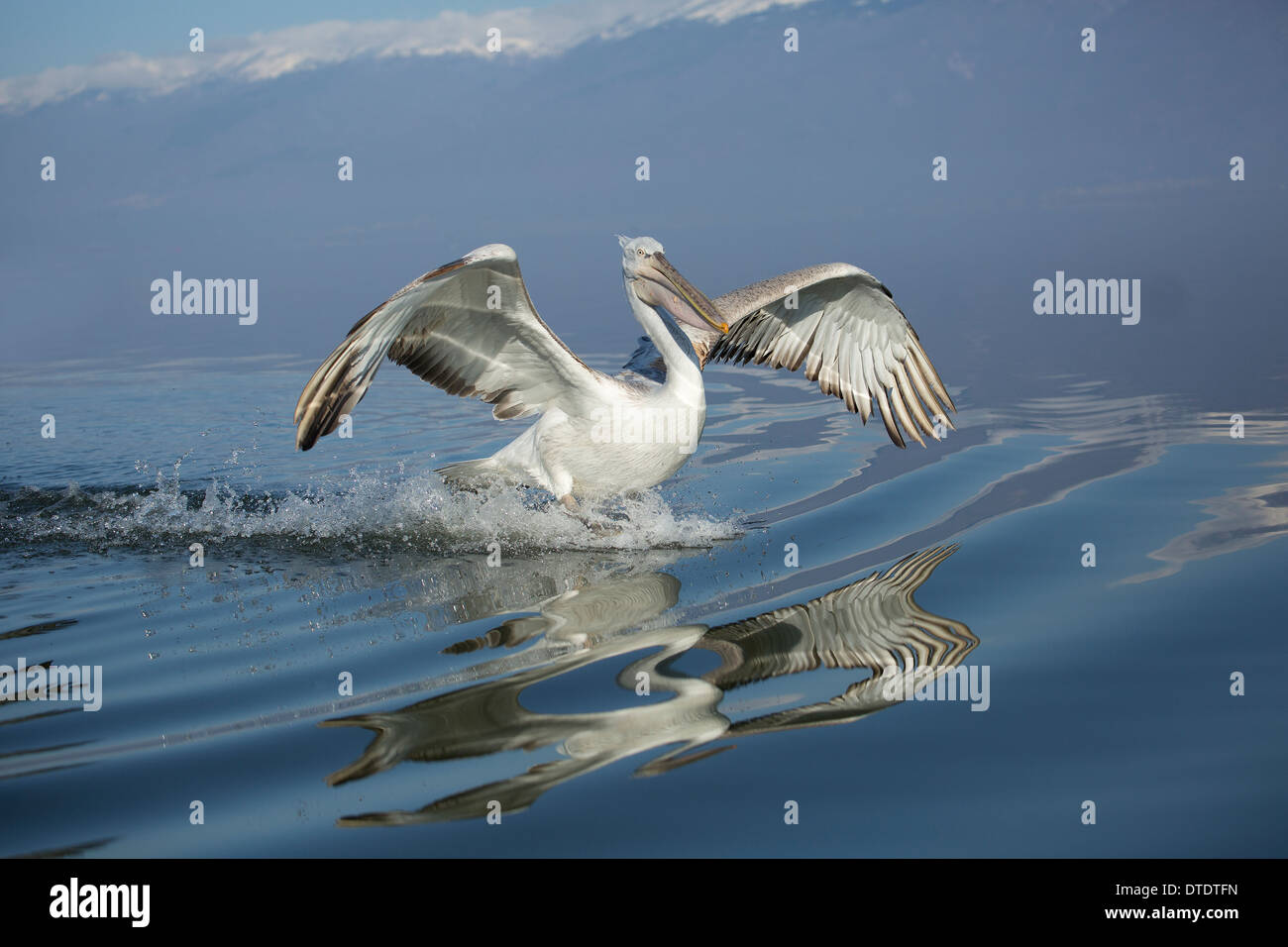 Dalmatian Pelican showing reflection upon landing Stock Photo