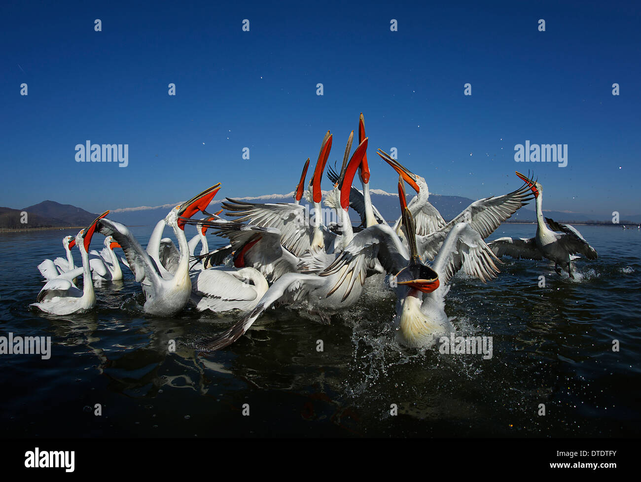 Dalmatian Pelicans feeding at Kerkini lake Stock Photo