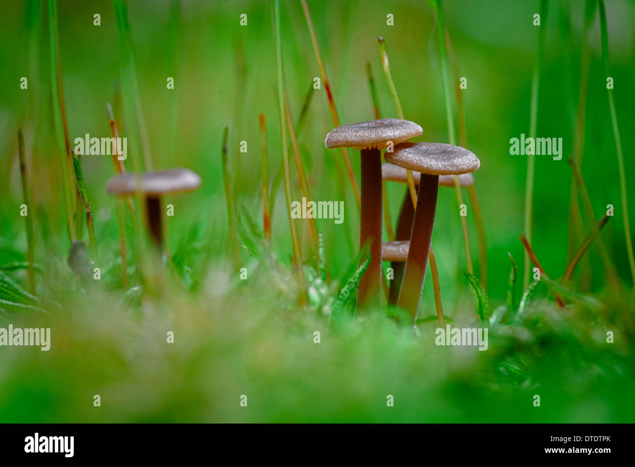 Micro World High Resolution Stock Photography And Images Alamy Micro World High Resolution Stock Photography And Images Alamy