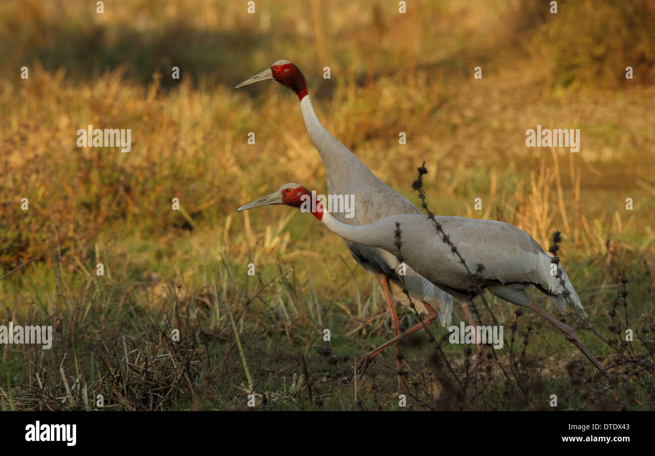 Sarus Cranes (Grus antigone) in Keoladeo Ghana Bird Sanctuary in Bharatpur Rajasthan Stock Photo