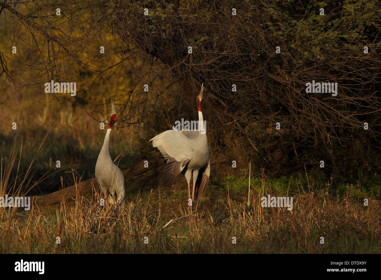Sarus Cranes (Grus antigone) in Keoladeo Ghana Bird Sanctuary in Bharatpur Rajasthan Stock Photo