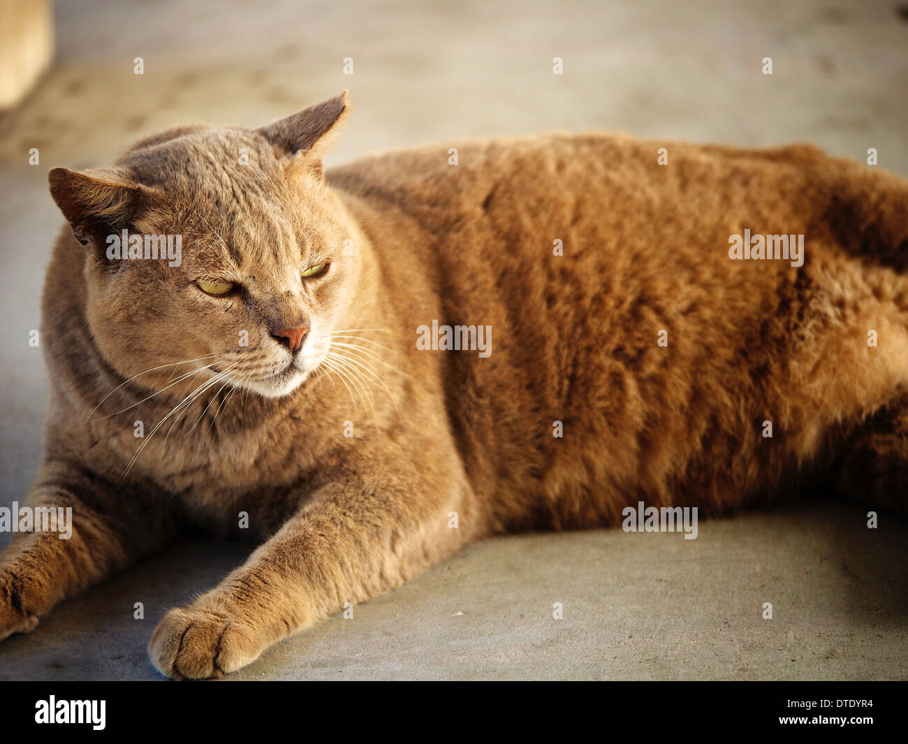 Cute Friendly Stray Cat at Singapore's Southern Island, St. John's