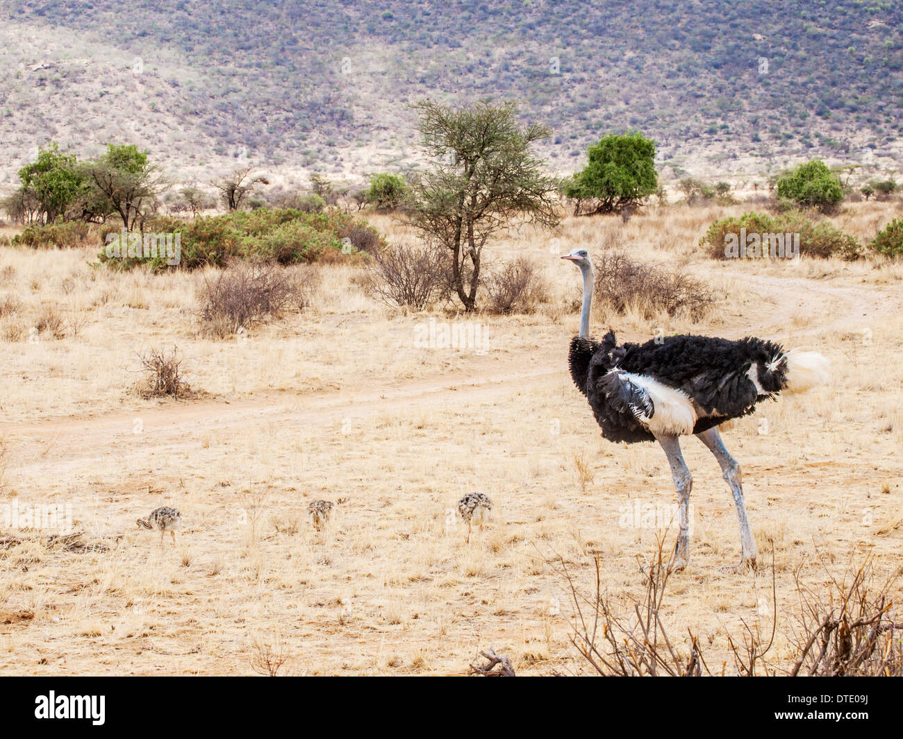 Ostrich or Common Ostrich (Struthio camelus) Stock Photo