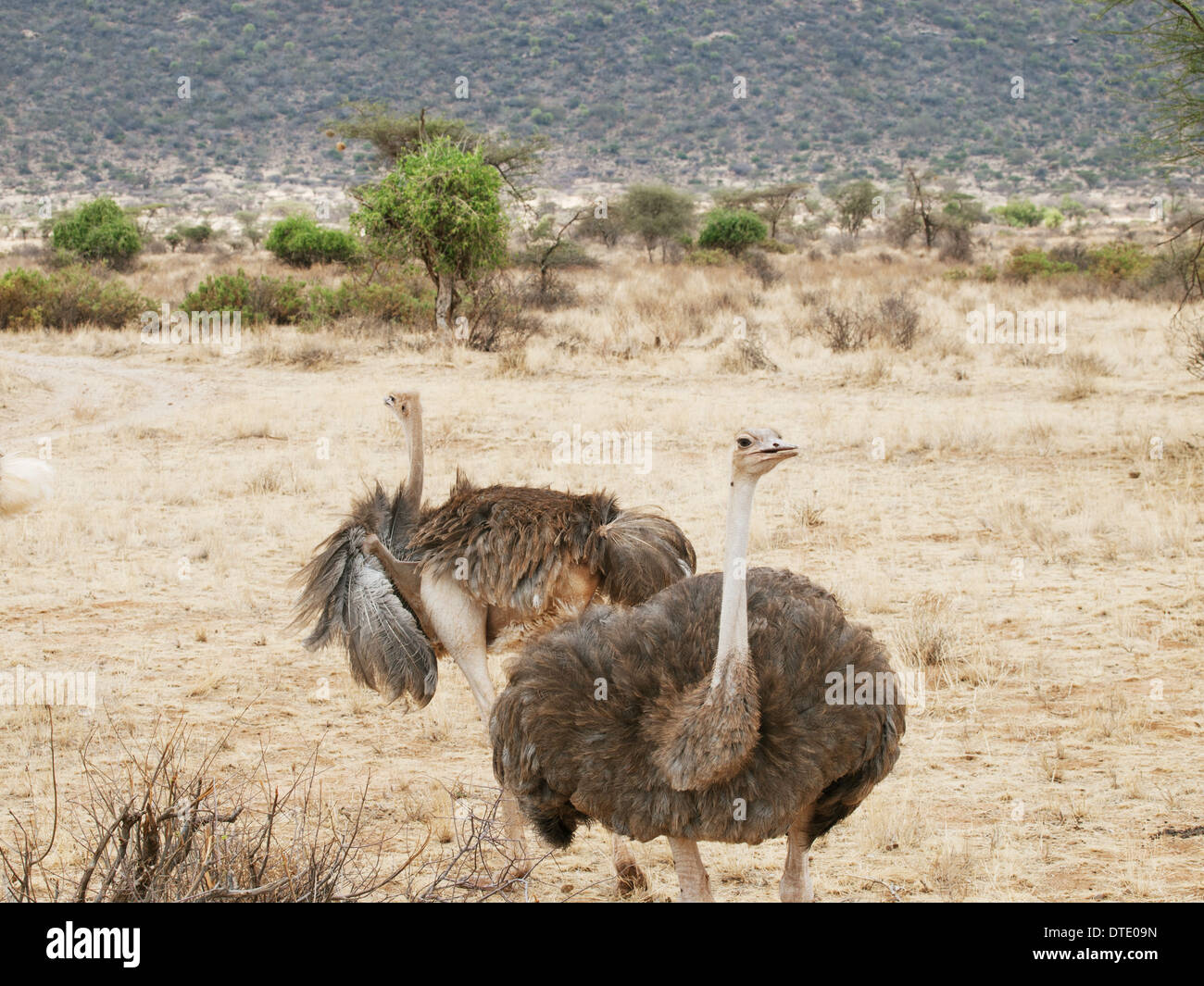 Ostrich or Common Ostrich (Struthio camelus) Stock Photo