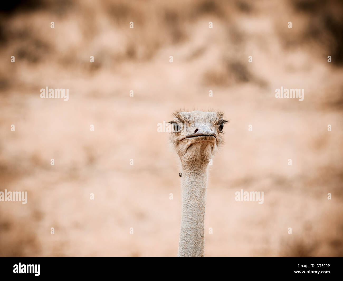 Ostrich or Common Ostrich (Struthio camelus) Stock Photo