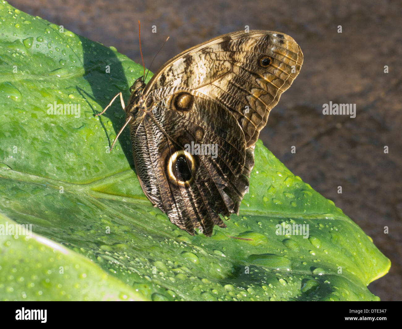 Owl Moth on leaf Stock Photo