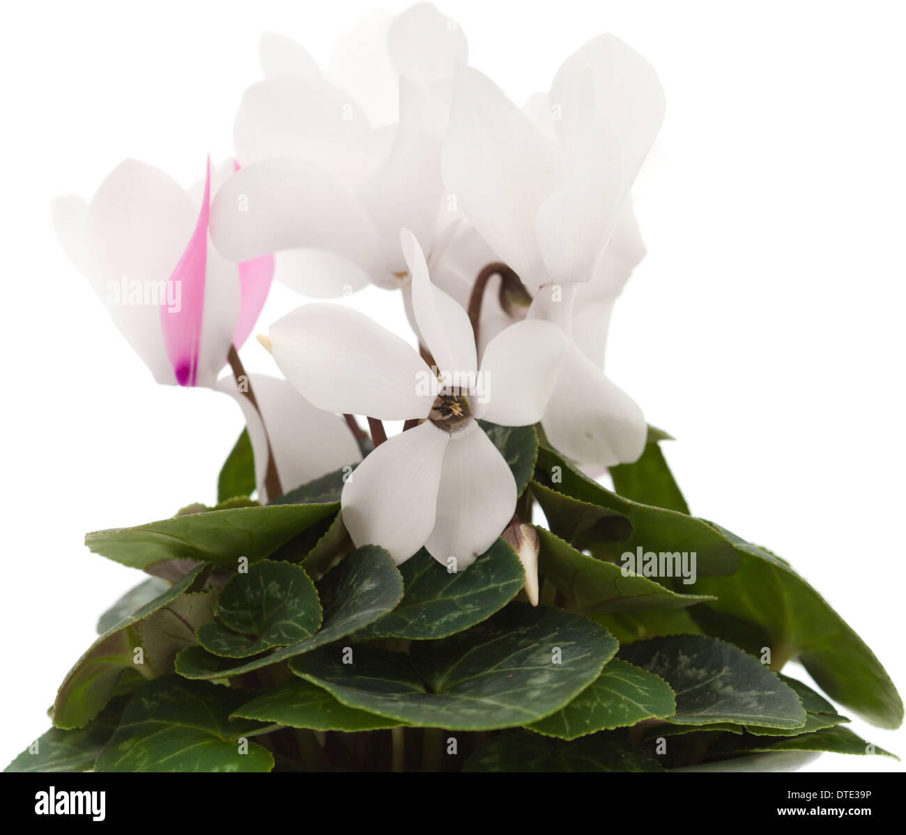 white cyclamen flower isolated on white background Stock Photo