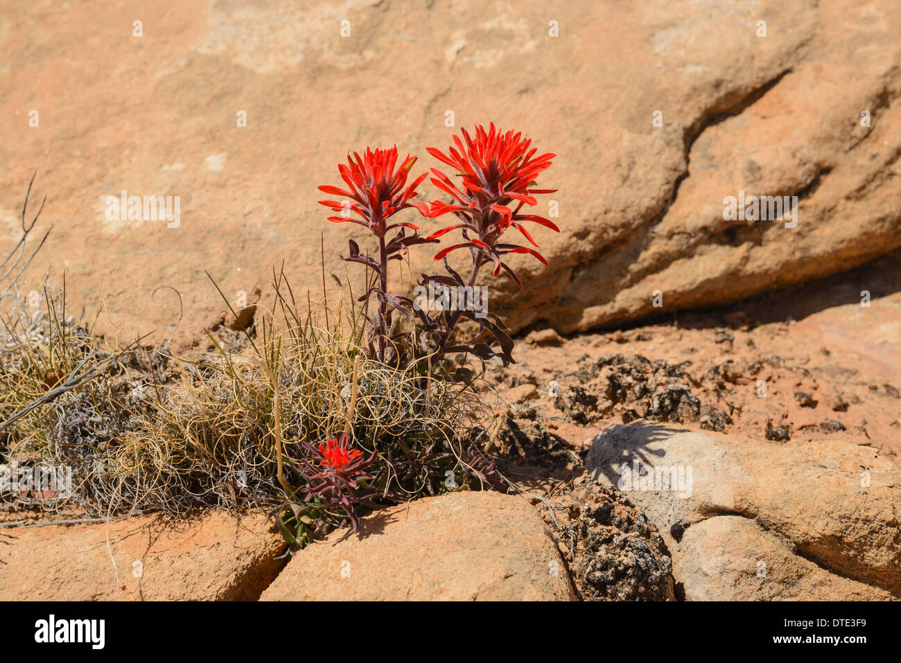 desert indian paintbrush desert indian paintbrush