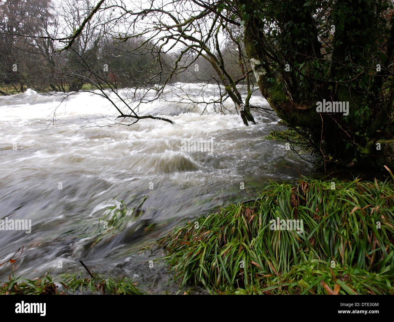 swollen river after heavy rain, Dartmoor, Devon, UK Stock Photo Alamy