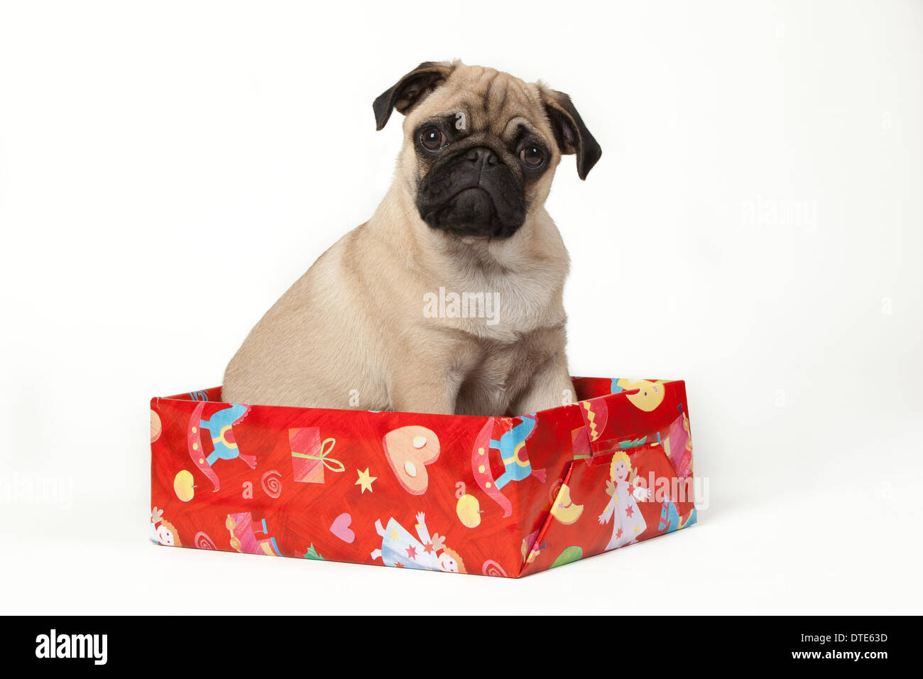 Pug puppy sitting in a christmas present Stock Photo