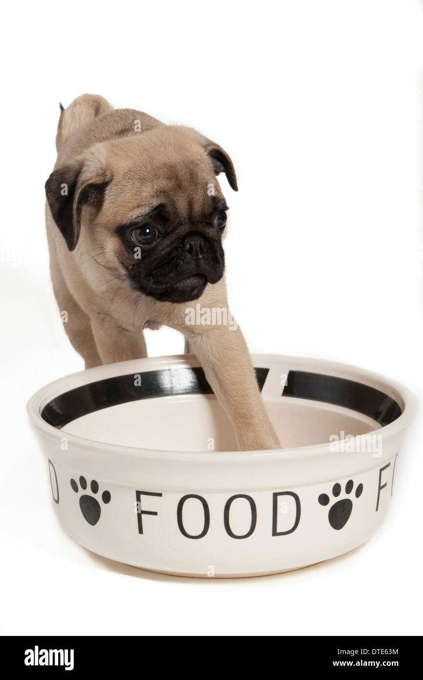 Pug puppy standing at a large food bowl Stock Photo