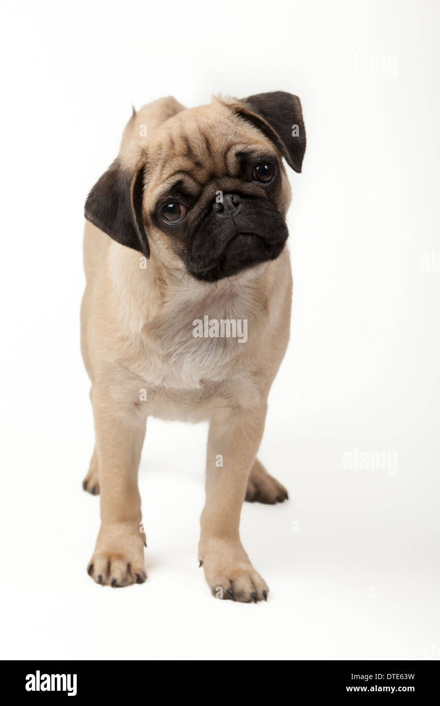 Puppy pug Stock Photo