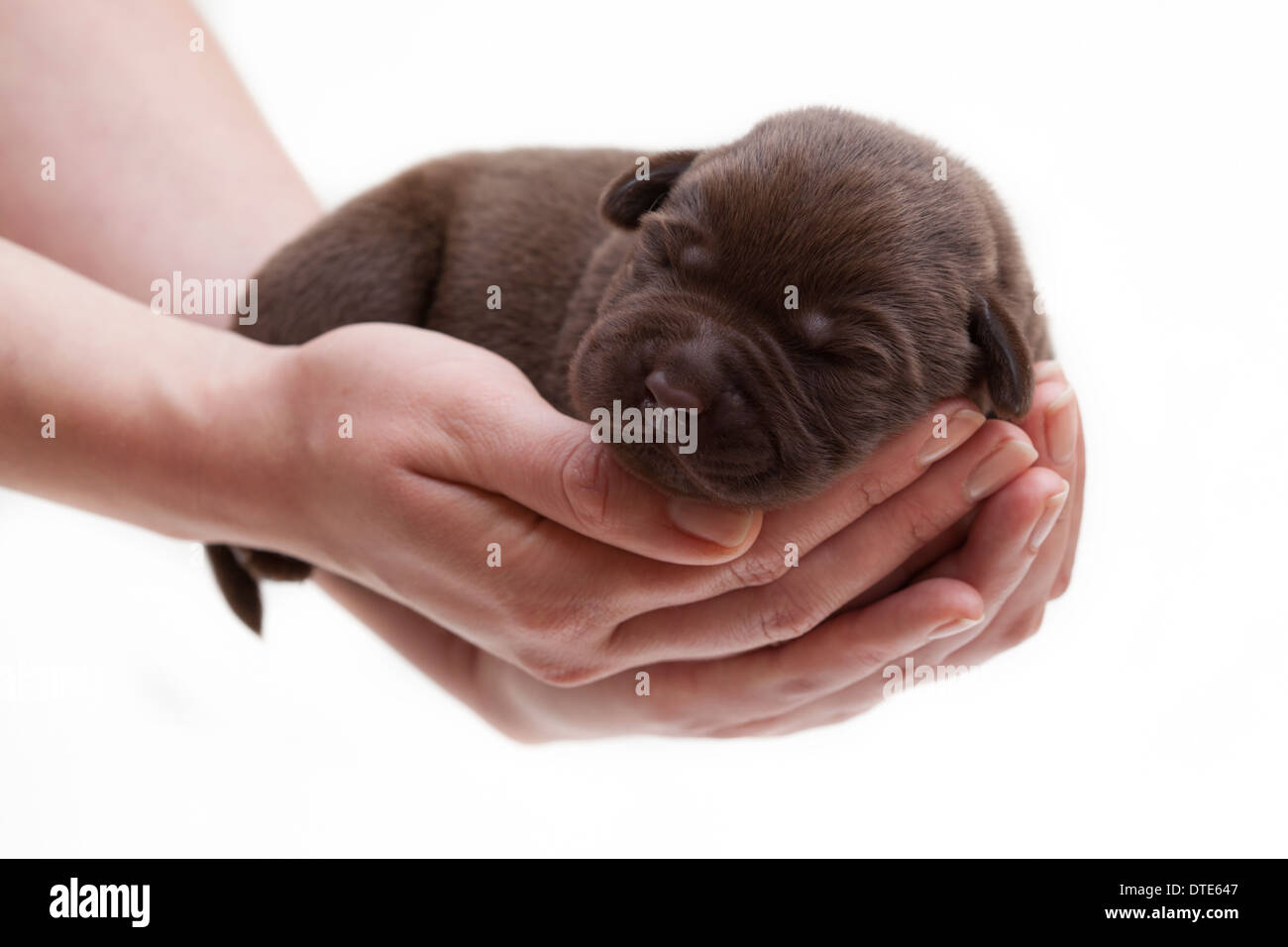 Labrador Retriever puppy lying on woman's hand. Studio picture against a white background. Stock Photo