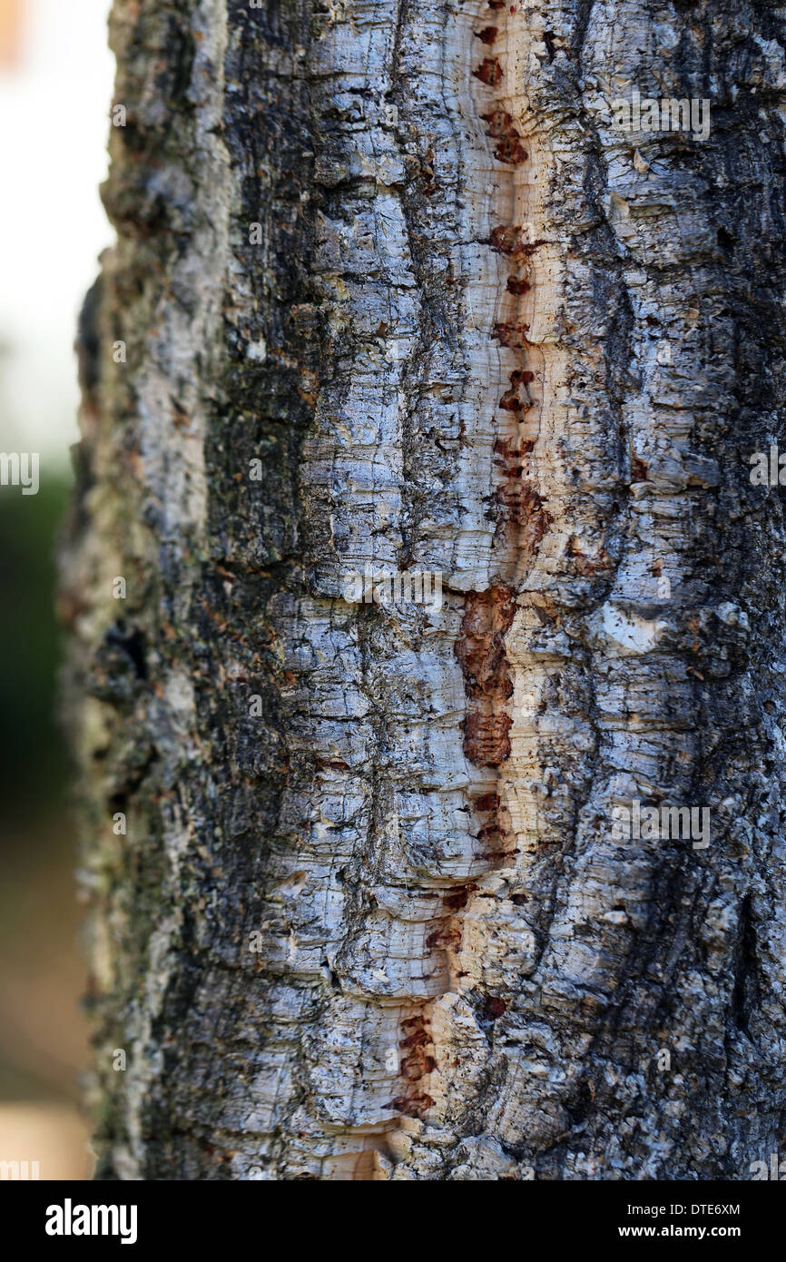 Cortex of Quercus suber L. tree. (Quercia da sughero). Italy, Europe. Stock Photo