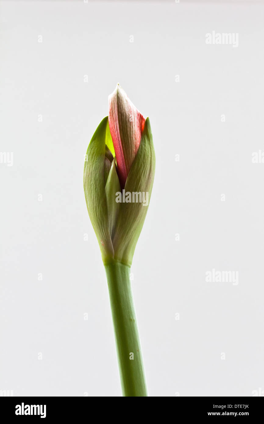 Clouse up of flower bud hi-res stock photography and images - Alamy