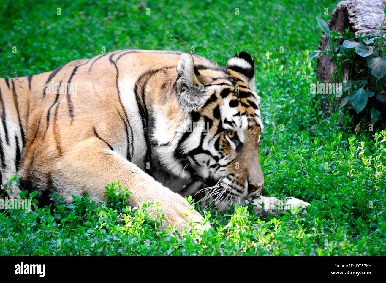 siberian tigere relaxing in the afternoon Stock Photo - Alamy