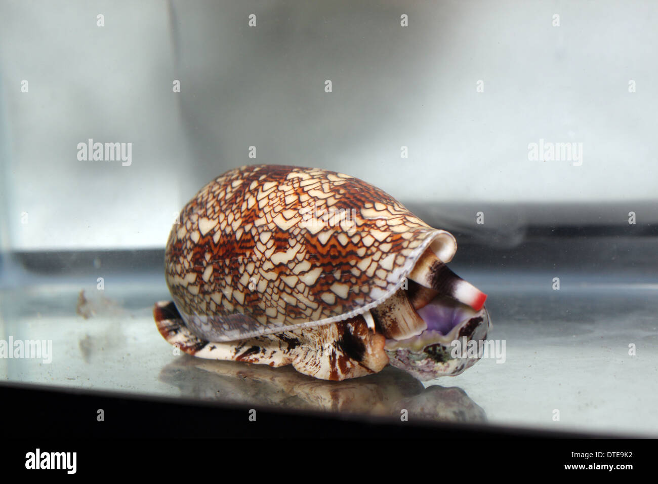 A textile cone snail (Conus textile) starts to ingest its gastropod prey. Stock Photo