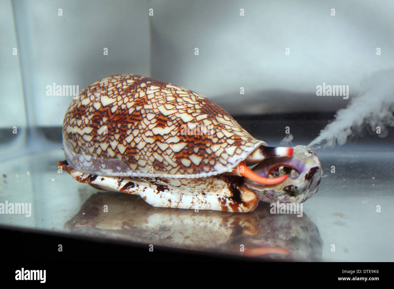 A textile cone snail (Conus textile) injects venom into its gastropod prey. Stock Photo