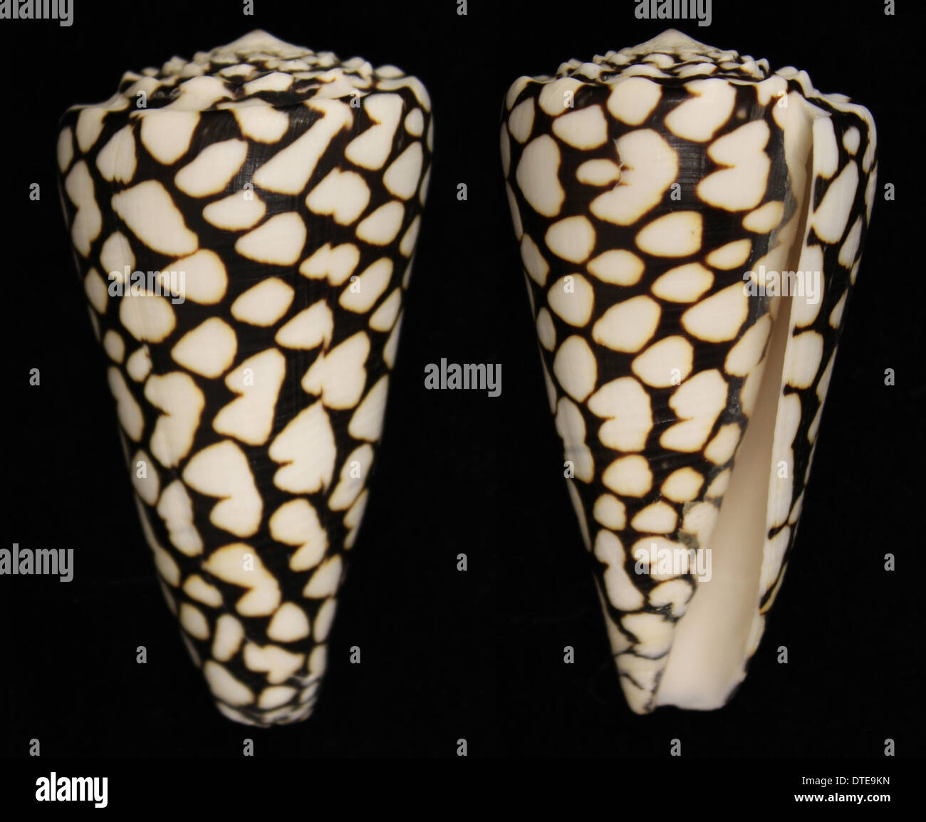 The shell of a marbled cone snail (Conus marmoreous) Stock Photo