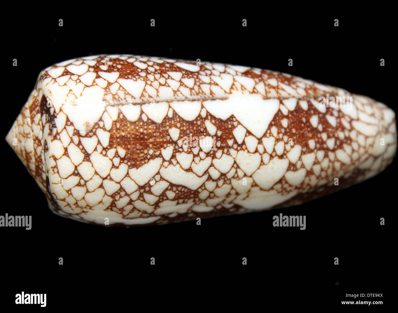 The shell of a Conus omaria Stock Photo