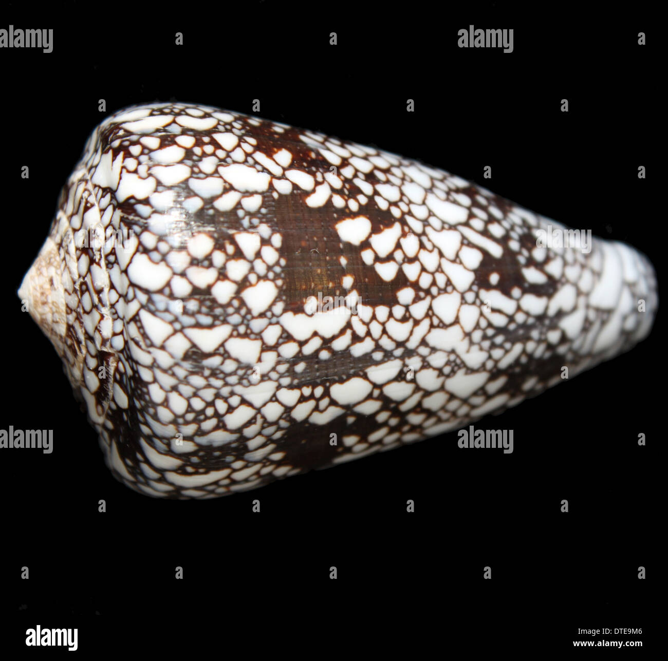 The shell of a penniform cone snail (Conus pennaceus) Stock Photo