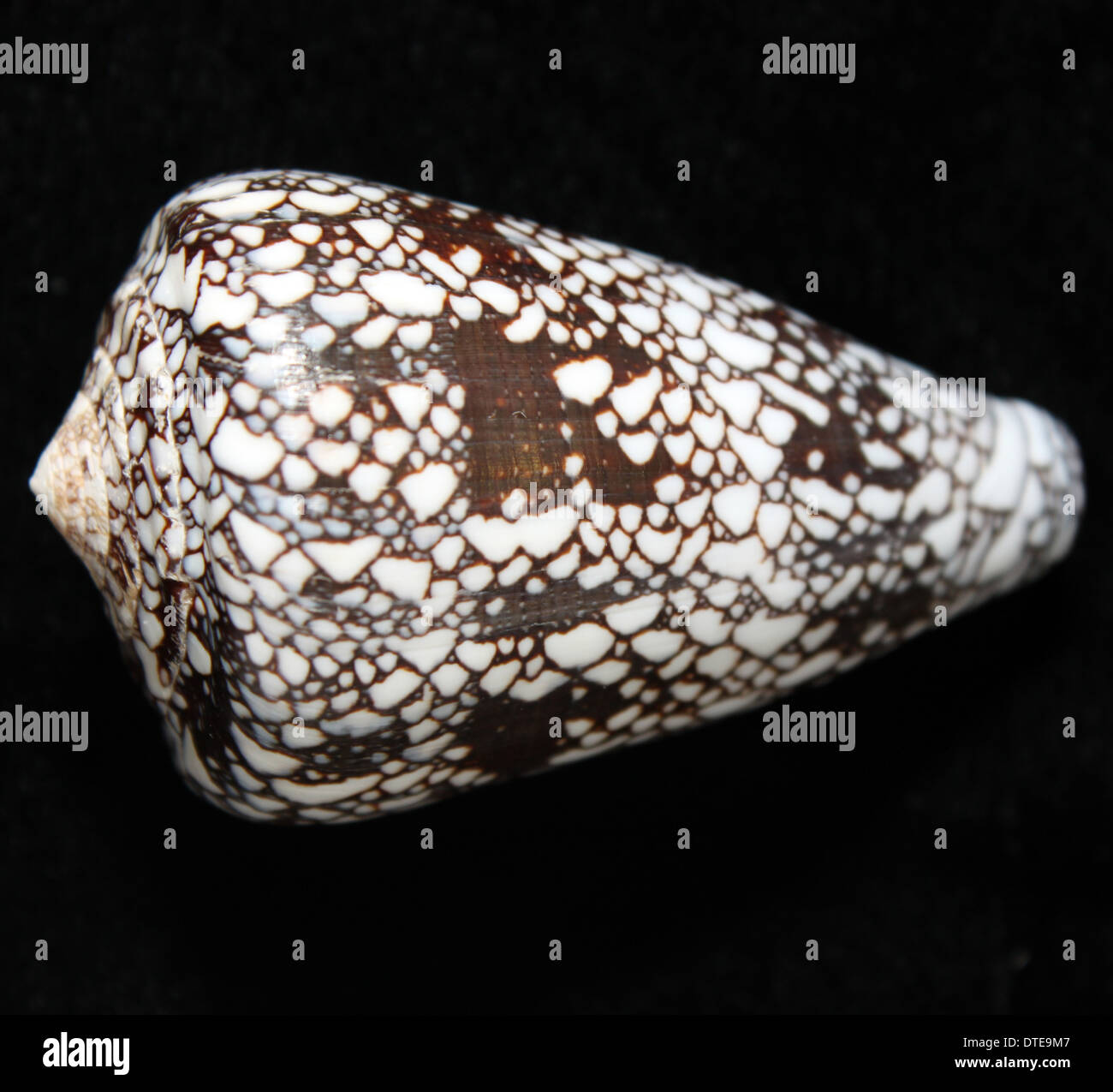 Conus pennaceus shell Stock Photo