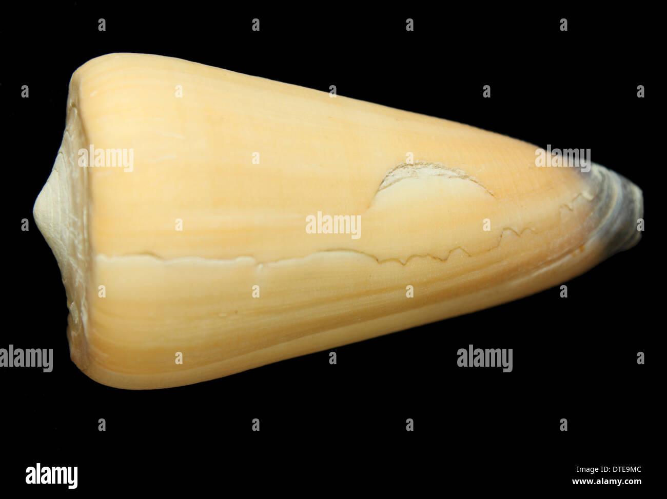 Conus spiceri shell Stock Photo