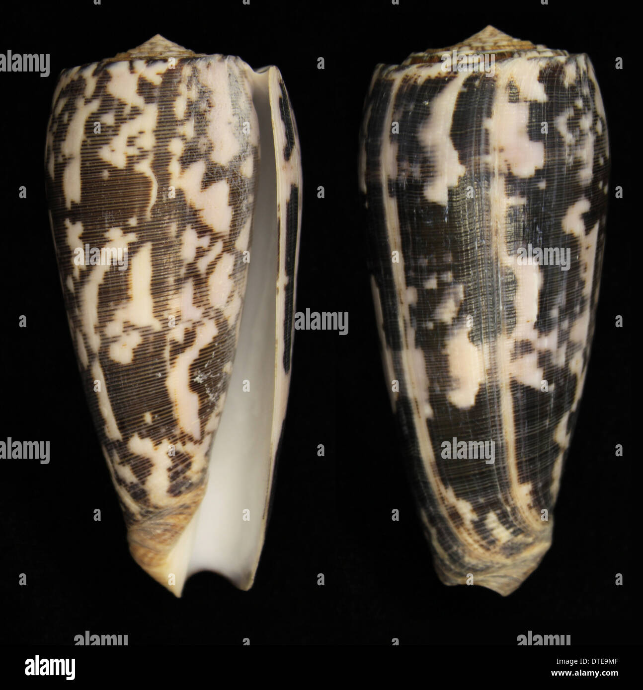 The shell of a striated cone snail (Conus striatus) Stock Photo