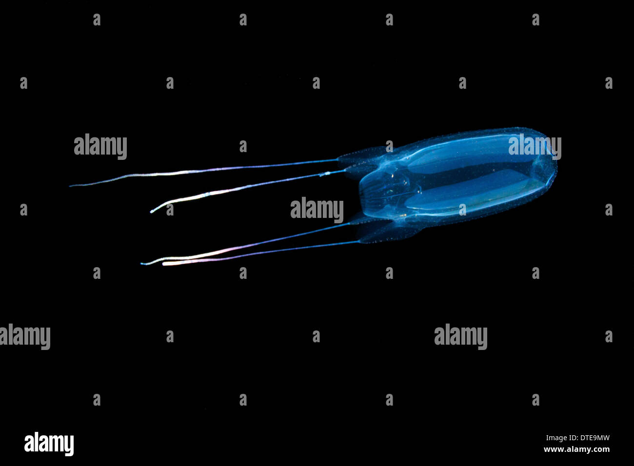 A box jellyfish swims by while on a pelagic night dive offshore from