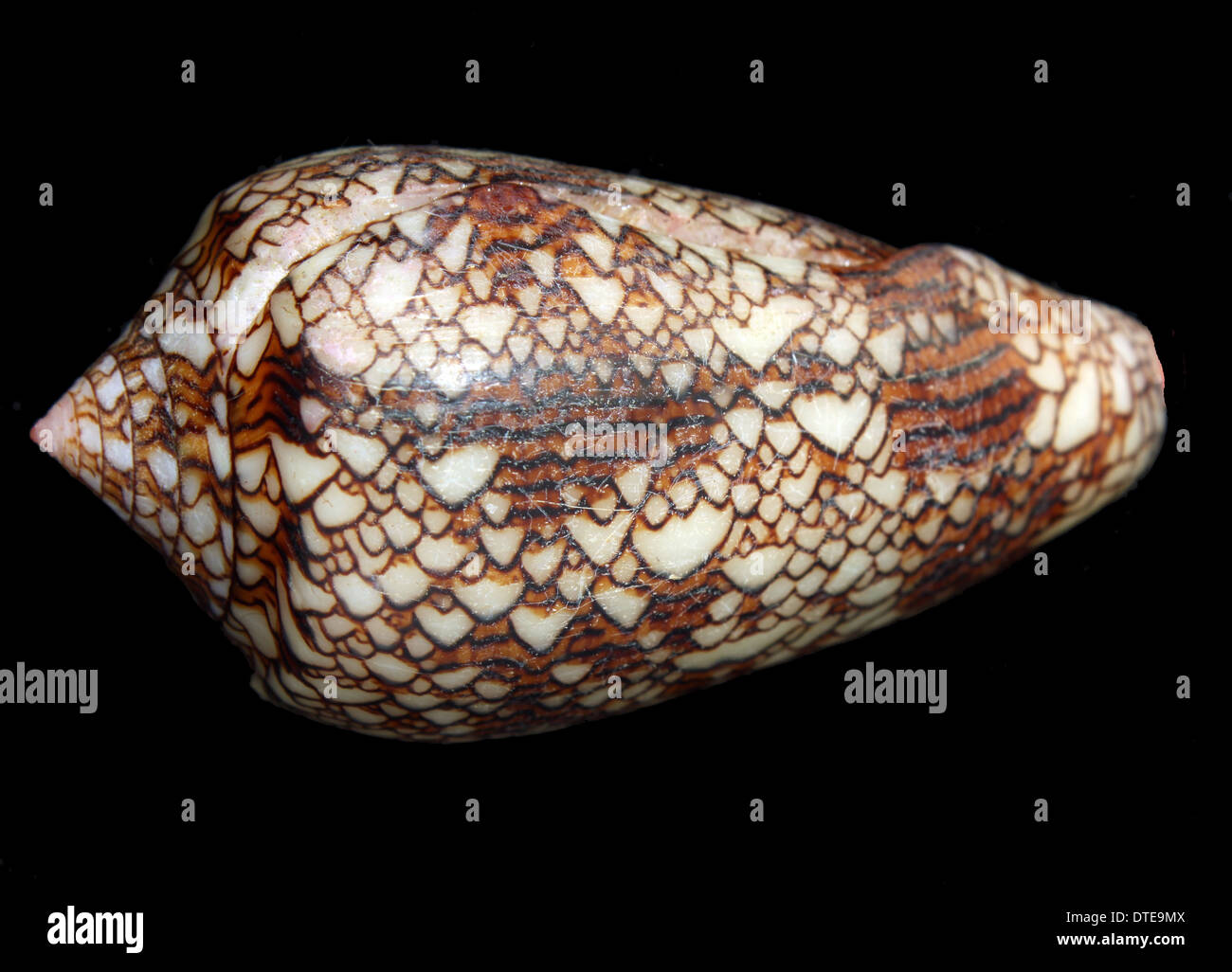 The shell of a textile cone snail (Conus textile) Stock Photo