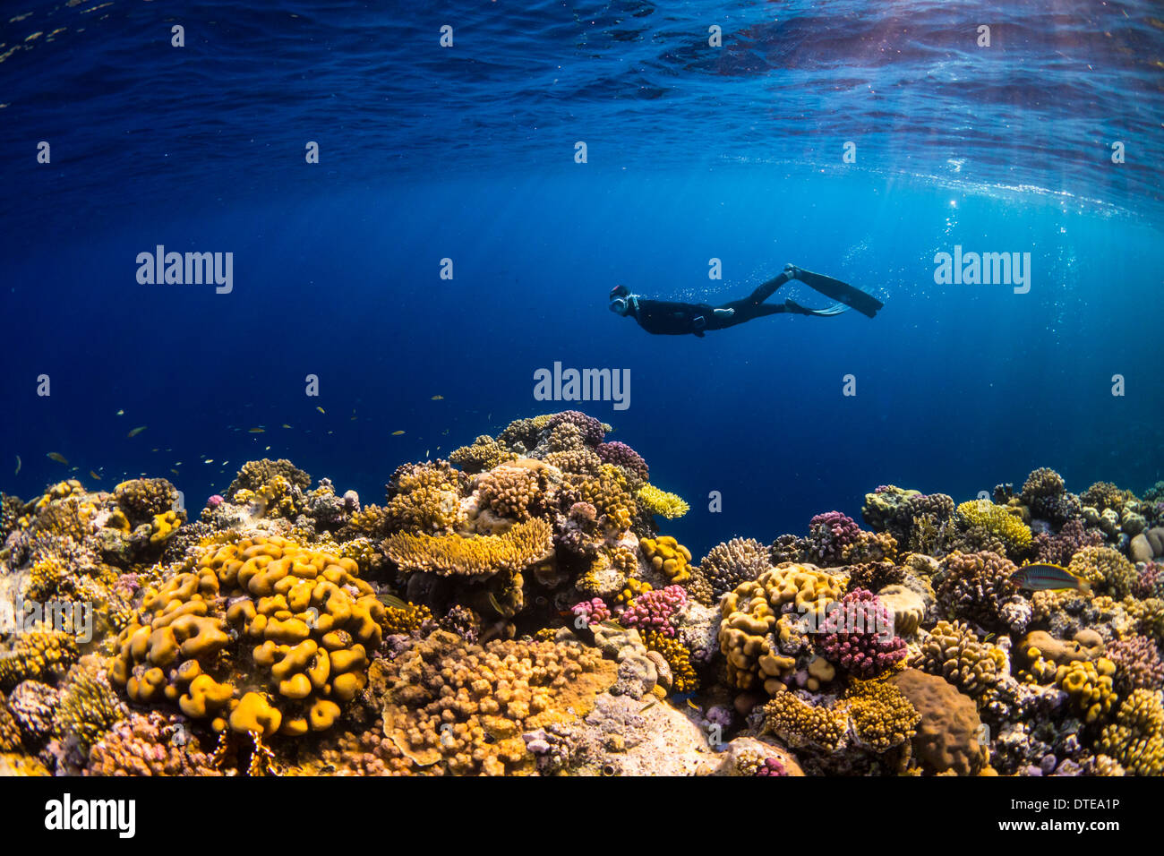 Red Sea, underwater, coral reef, sea life, marine life, ocean, scuba diving, vacation, water, diver, female diver, snorkel Stock Photo