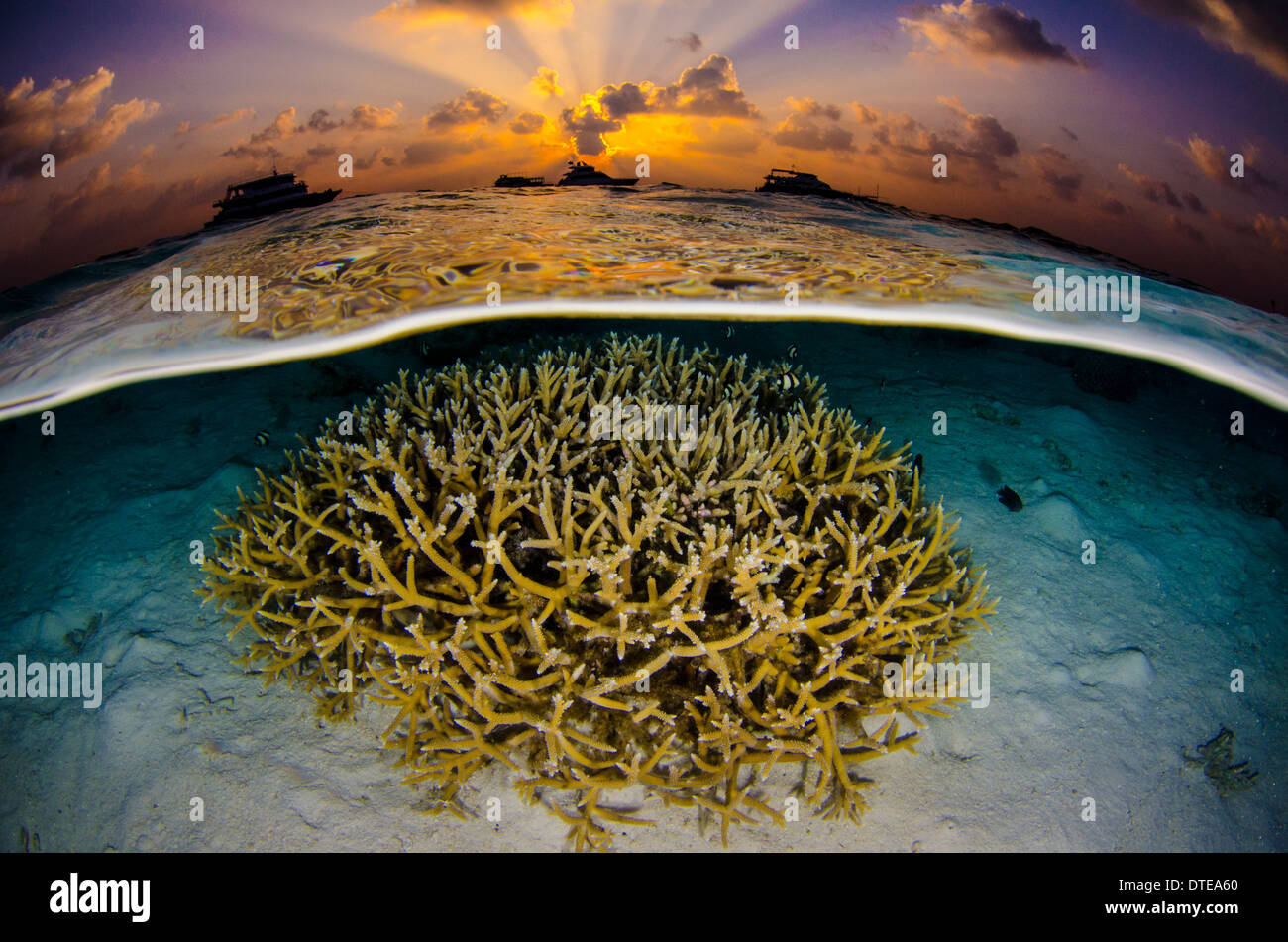 Red Sea, underwater, coral reef, sea life, marine life, ocean, scuba diving, vacation, water, sunset, snorkel, hard coral, color Stock Photo