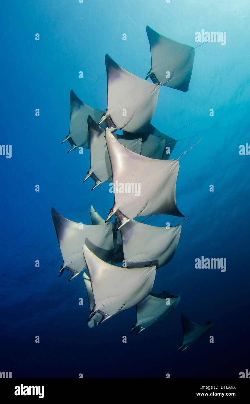 Manta rays in Maldives, underwater, school of manta rays, community, society, fish, large, marine life, sea life, blue water Stock Photo