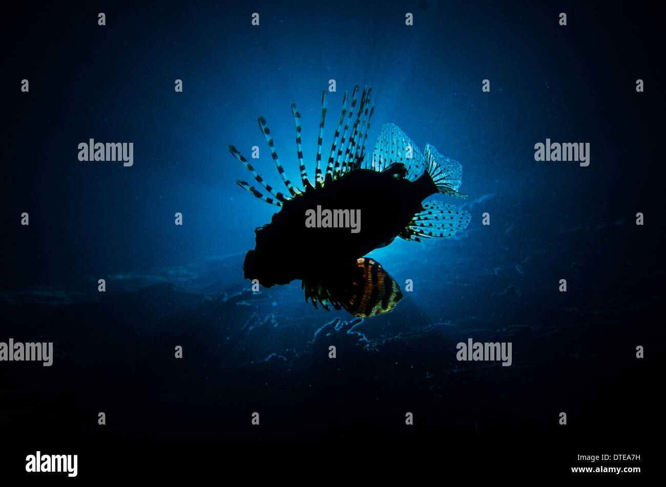 Silhouette of Lion fish at night underwater Stock Photo
